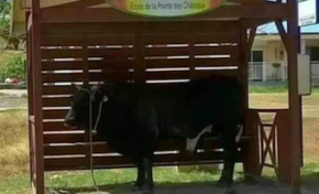 L'image du jour 10/06/17 Guadeloupe