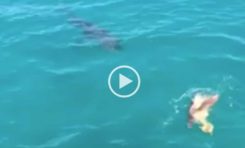 Le requin attaque une tortue (vidéo)
