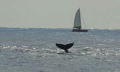 L'image du jour 08/08/17 - Baleine à l'île de La Réunion -