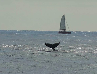L'image du jour 08/08/17 - Baleine à l'île de La Réunion -