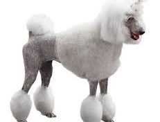 Quand le cas Castener évoque le cas niche