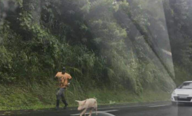 Balance ton porc...la Martinique change de braquet