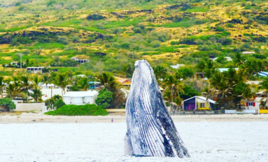 Images du jour 31/10/17 - Baleines - île de La Réunion