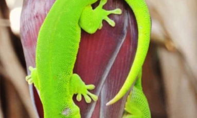 Image du jour 14/11/17 - Île de La Réunion
