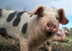 Sois Lucide et balance enfin ton porc en Martinique !