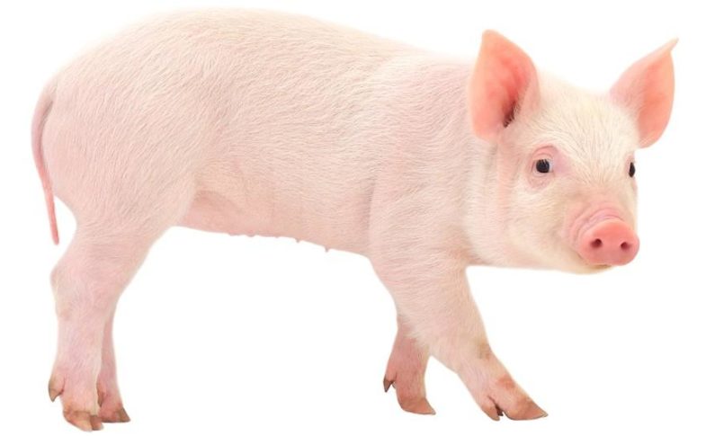 Harvey Weinstein : le porc épique qui paye ses victimes (la suite)