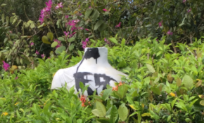 Joséphine a moins de chance que...Colbert