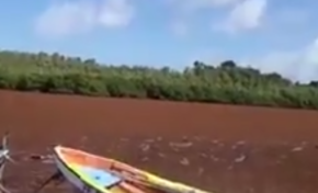 Algues sargasses en Martinique : à quoi a servi le rapport de Chantal Maignan ?