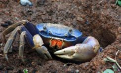 Martinique /Guadeloupe : vos crabes sont-ils sains ou contaminés au chlordécone  ?