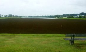 Algues sargasses : la Guyane se met au parfum