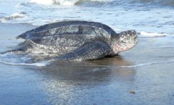 Des tortues luth viennent pondre sur la plage du tombolo à Sainte-Marie en Martinique
