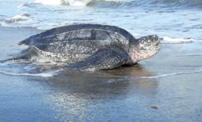 Des tortues luth viennent pondre sur la plage du tombolo à Sainte-Marie en Martinique