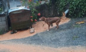La Martinique sous les eaux