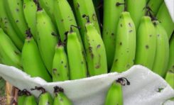 Intempéries en Martinique : les bananes ont souffert