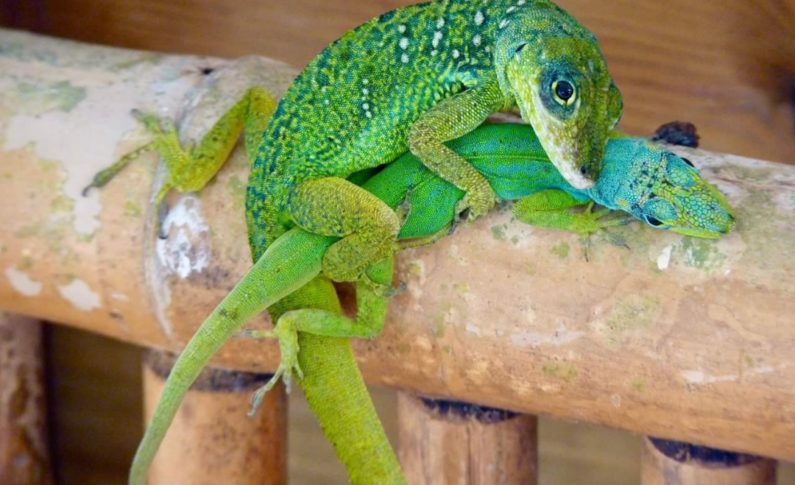 C'est bien toi qui a dit que j'étais un âne au lit ?