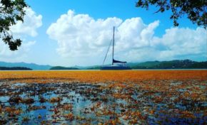 L'image du jour 28/04/18 - Martinique - Sargasses