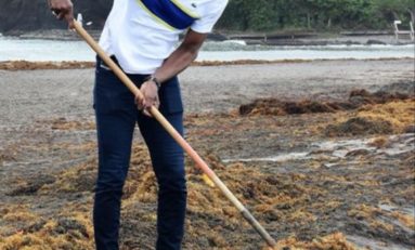 Martinique : Nestor Azérot ramasse les algues sargasses sans Jean-Philippe Nilor