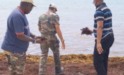 Sargasses à Sainte-Anne en Martinique : Jean-Michel Gémieux prend les choses en main