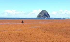 Les algues sargasses...la solution est là