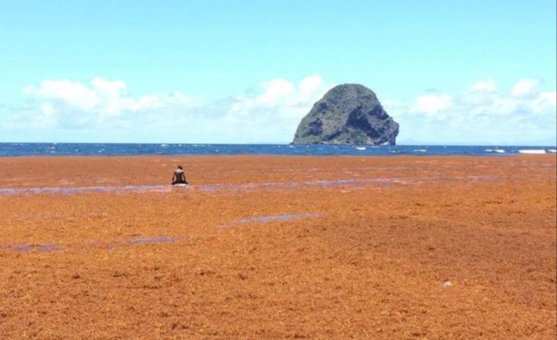 L'image du jour 10/05/18 - Martinique - Rocher du Diamant  - Algues sargasses