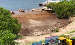 Les algues sargasses à Cap Che c'est chaud