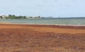 Les algues  sargasses envahissent la baie du Robert en Martinique