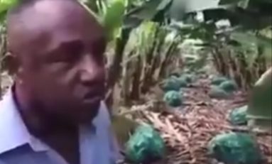 25 000 régimes de bananes vandalisés sur une plantation en Guadeloupe