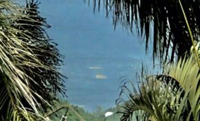 Les algues sargasses arrivent sur la côte caraïbe en Martinique