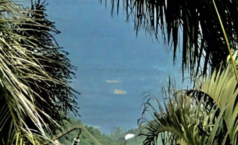 Les algues sargasses arrivent sur la côte caraïbe en Martinique