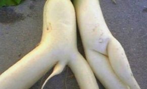 RCI c'est le vit...eh bien en Martinique et en Guadeloupe mettez ça en bon dard