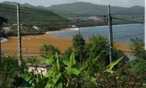 Algues sargasses en Martinique : a never end story
