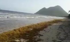 Algues sargasses en Martinique : après les hollidays voilà les Hulot Days du Diamant
