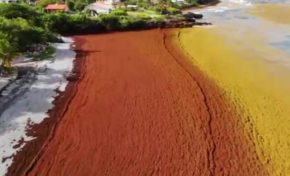 Invasion d'algues sargasses au Diamant en Martinique - 02/07/18