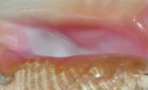 🎶🎶🎵🎵"...Tu veux mon lambi...🎶🎵faut un moteur Mercury..."🎵🎵🎶🎶