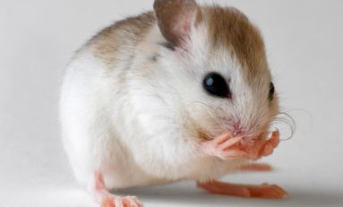 Chlordécone : on est fait comme des rats ! (communiqué officiel)