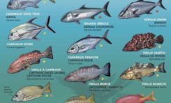 Entre poisons et poissons...pas étonnant que le corps déconne en Martinique et en Guadeloupe