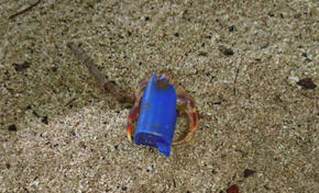 L'image du jour 11/08/18 - Bernard l'hermite - Martinique