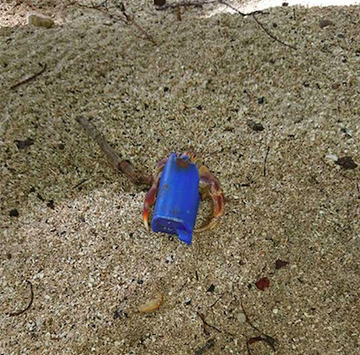 L'image du jour 11/08/18 - Bernard l'hermite - Martinique