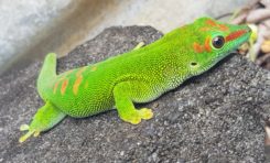 L'image du jour 14/09/18 - île de La Réunion- Gecko