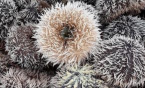 Martinique : oursins...sains ou avec chlordécone ?