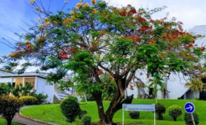 L'image du jour 15/10/18 - Martinique - Flamboyant