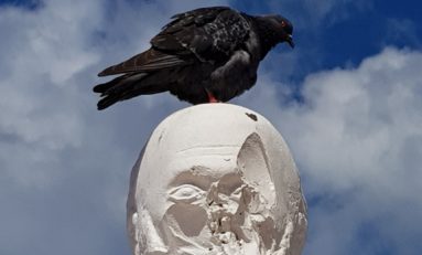 Un pigeon se libère sur la tête de Victor à Schoelcher en Martinique