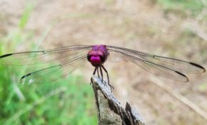 L'image du jour 28/10/18 - Martinique- Nature