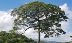 L'image du jour 25/10/18 - Fromager - Martinique