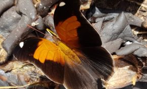 Images de Martinique - Papillon - Prêcheur