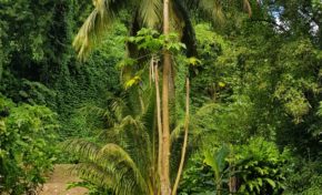 L'image du jour 06/11/18 - Cocotier-Papayer-Martinique