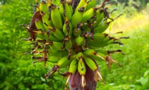 Images du jour 09/11/18 - Régime de bananes-Martinique