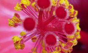 Image du jour 11/11/18 - Martinique-Hibiscus