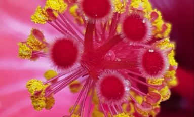 Image du jour 11/11/18 - Martinique-Hibiscus