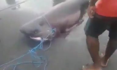 Trois requins pêchés au large du Prêcheur en Martinique